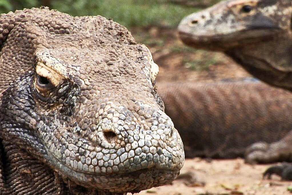 Komodo Island